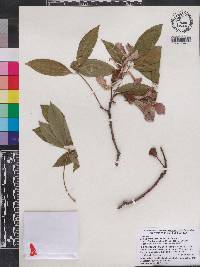 Ceiba pubiflora image