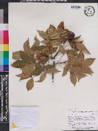 Carya floridana image