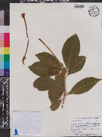 Brunfelsia nitida image