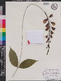 Thunbergia mysorensis image