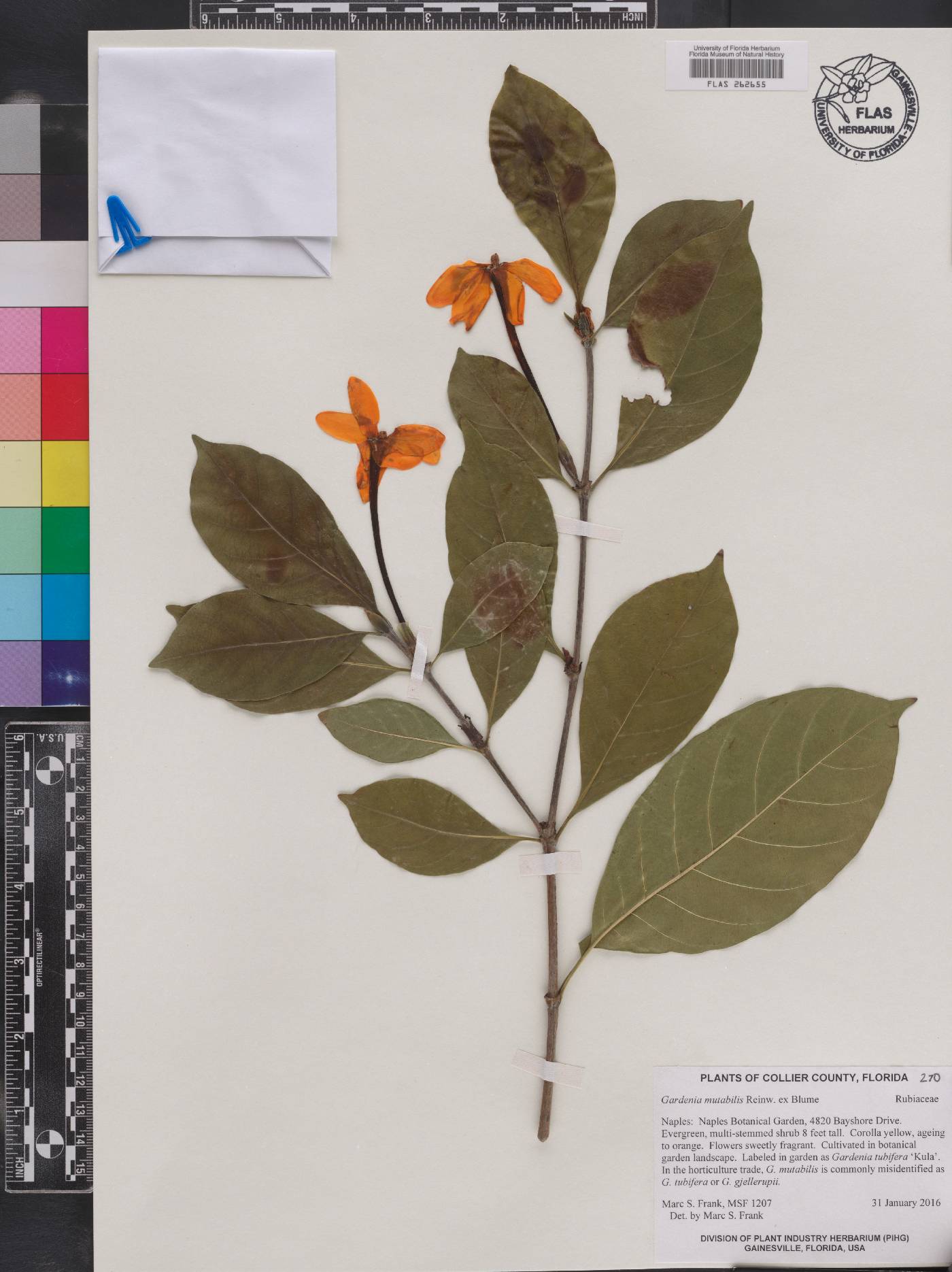 Gardenia mutabilis image