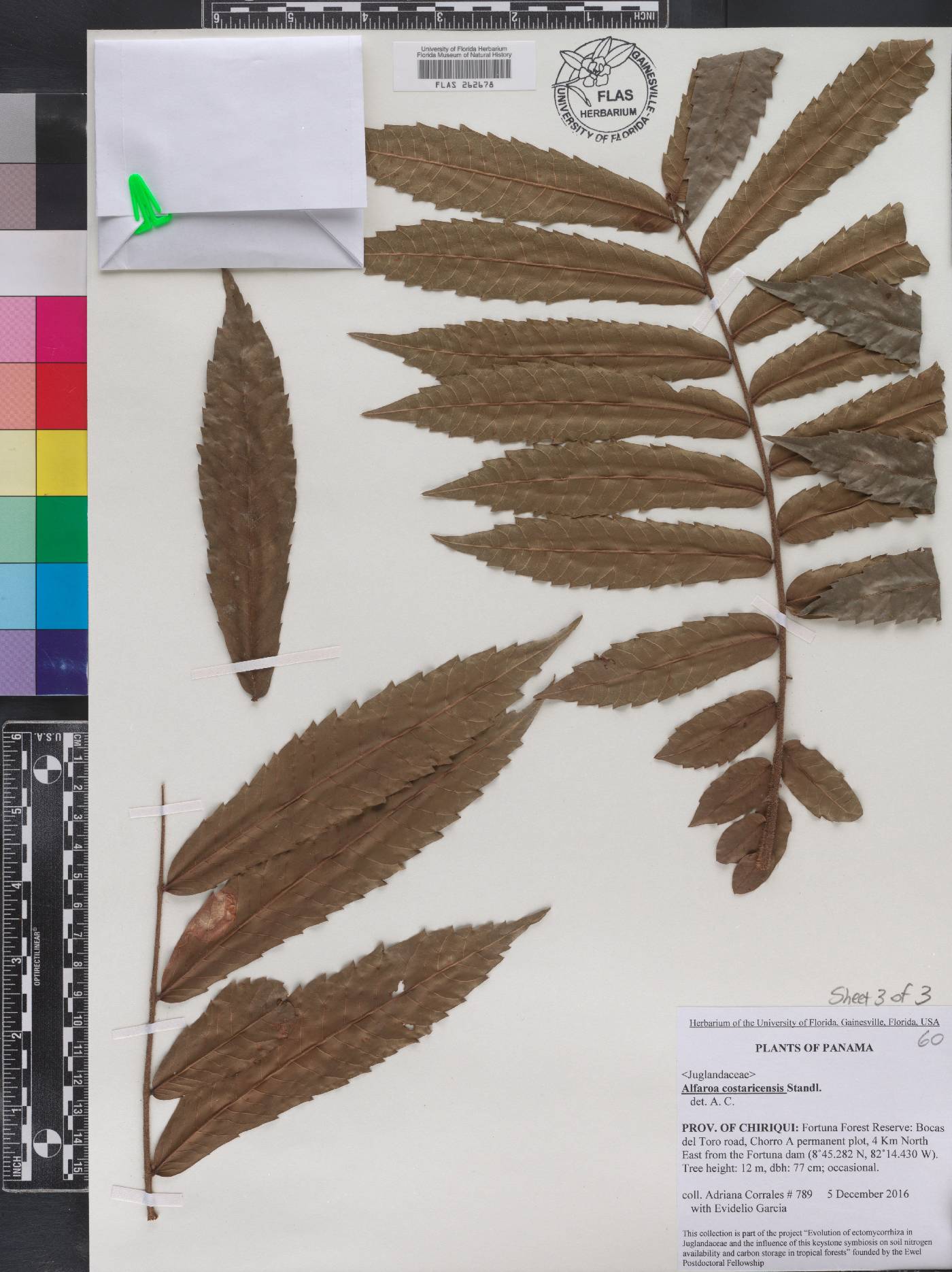 Alfaroa costaricensis image