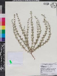 Hedeoma oblongifolia var. oblongifolia image