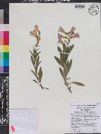 Penstemon laetus var. laetus image