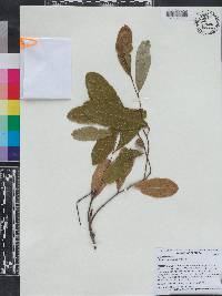 Geobalanus oblongifolius image