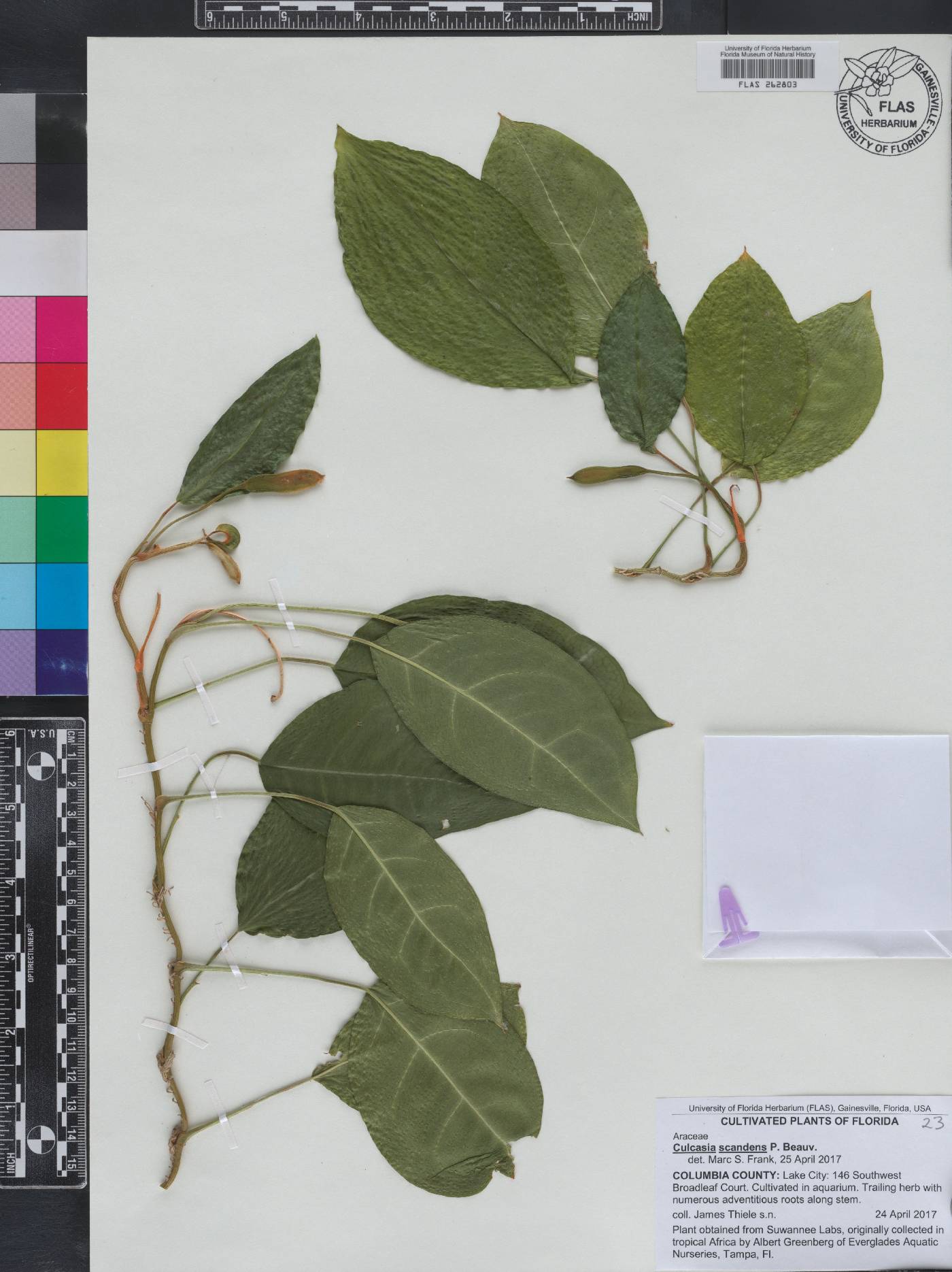 Culcasia scandens image