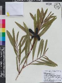 Asimina angustifolia image