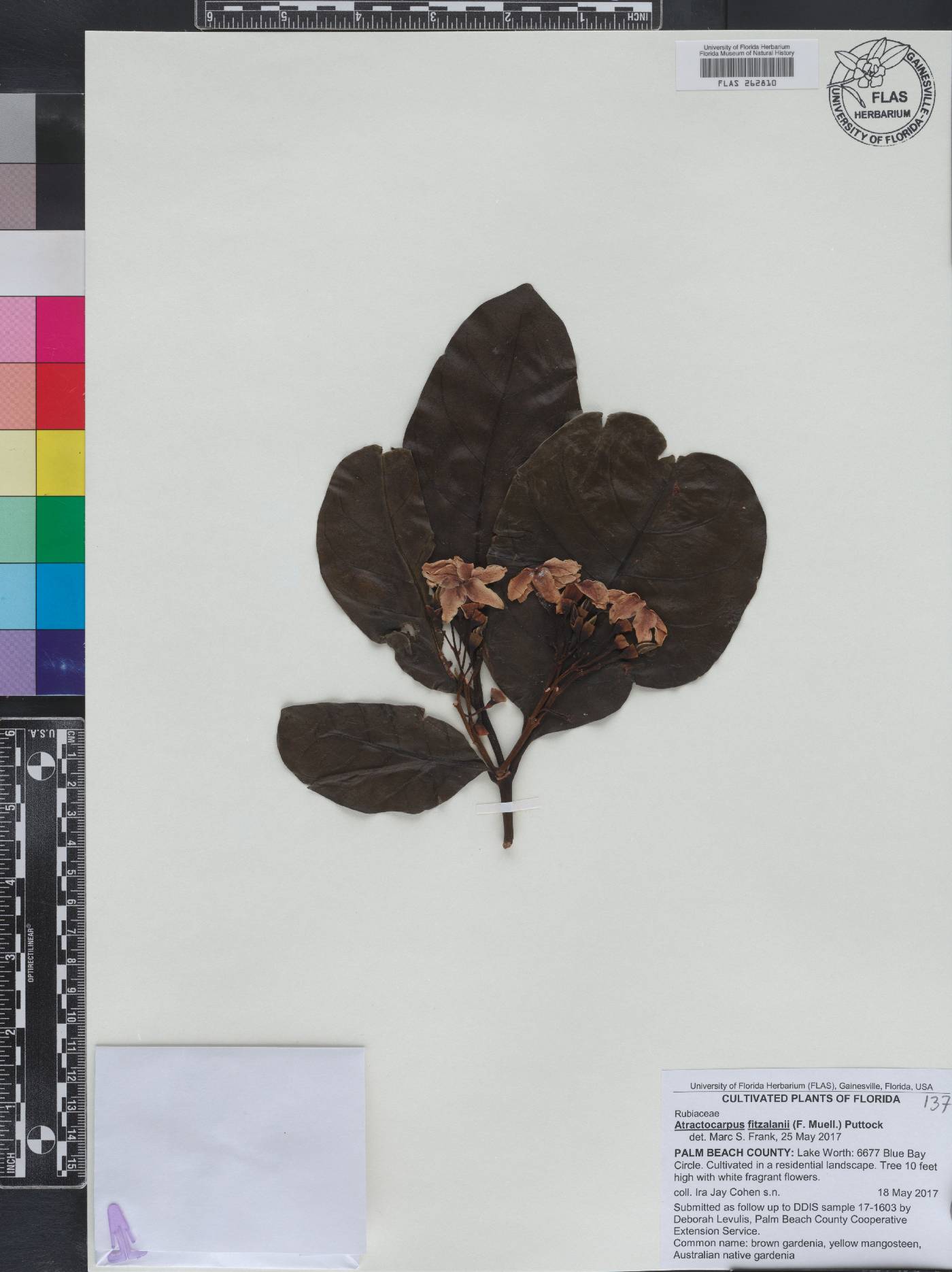 Atractocarpus fitzalanii image