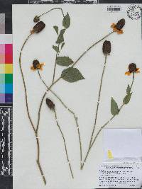 Rudbeckia amplexicaulis image