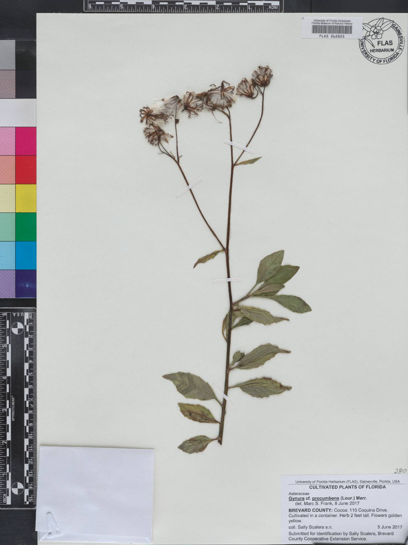 Gynura procumbens image