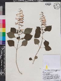 Plectranthus zuluensis image