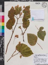 Begonia hirtella image