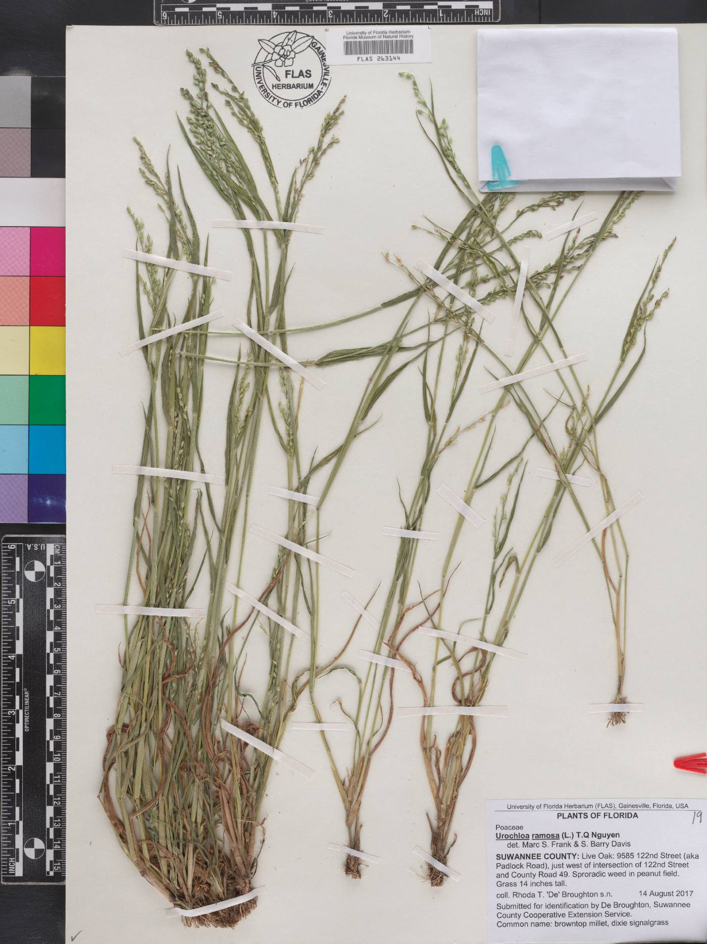 Urochloa ramosa image