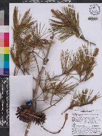 Pinus clausa image