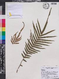 Pteris vittata image