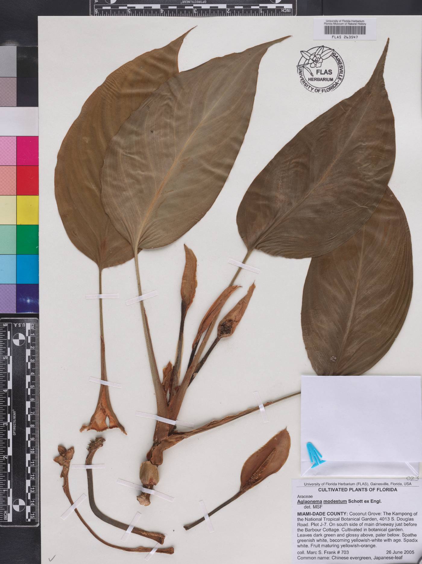 Aglaonema modestum image