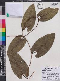 Aristolochia acuminata image
