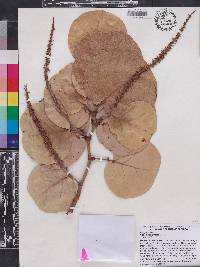 Coccoloba uvifera image