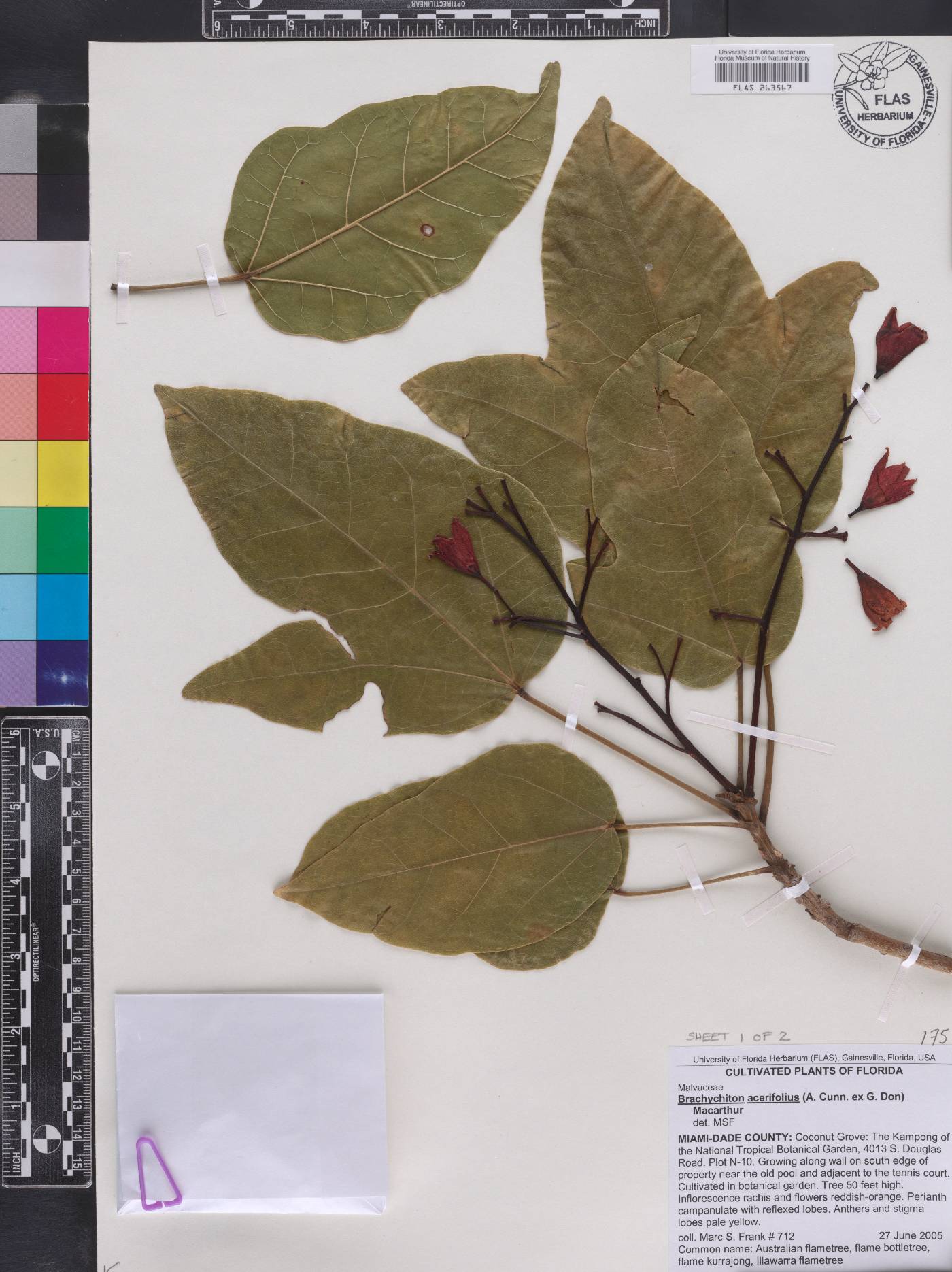 Brachychiton acerifolius image