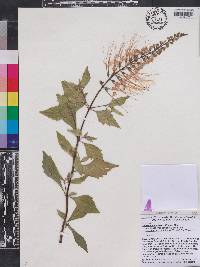 Clerodendranthus spicatus image
