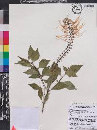 Clerodendranthus spicatus image