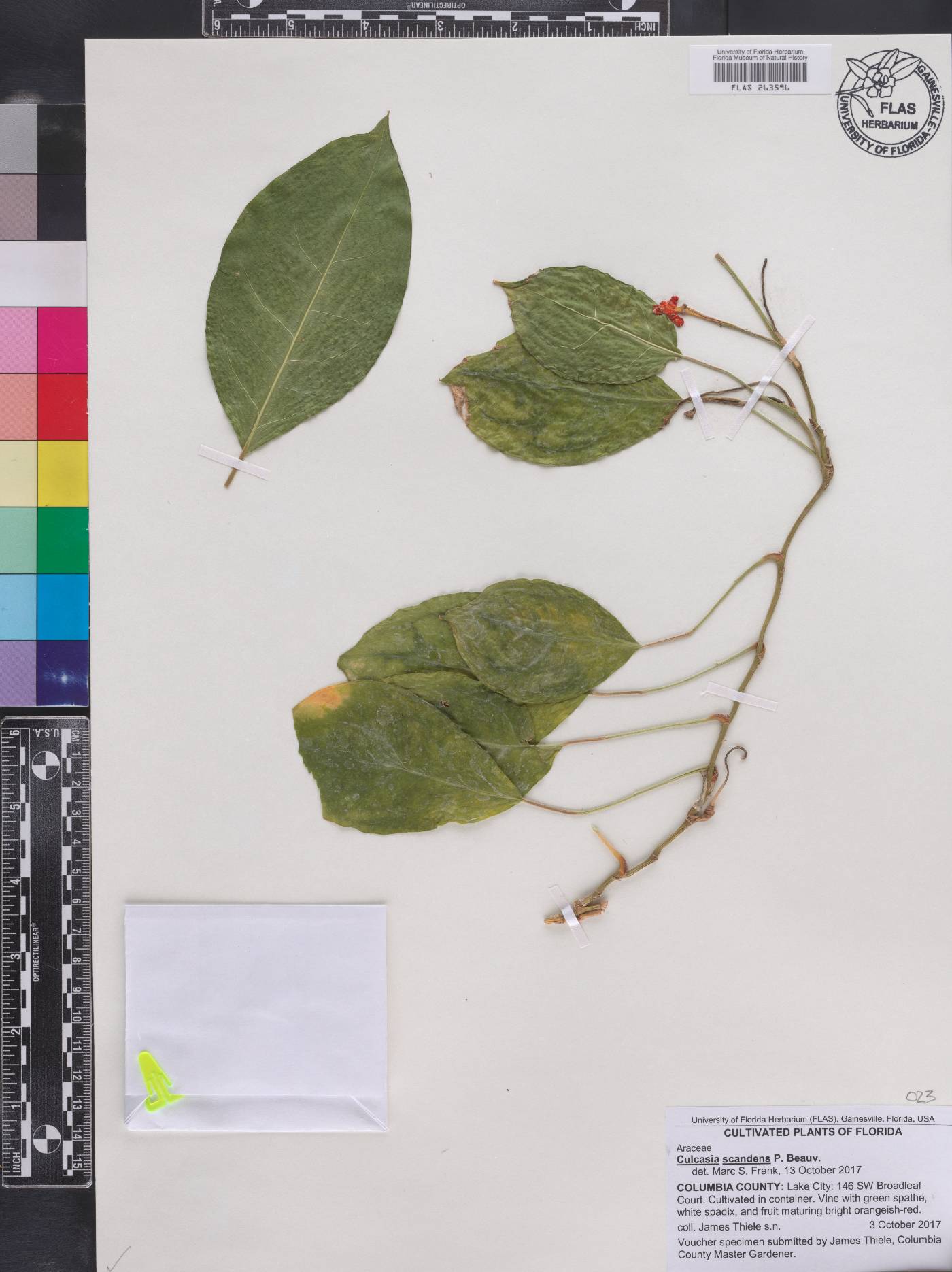 Culcasia scandens image