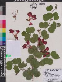 Bauhinia galpinii image