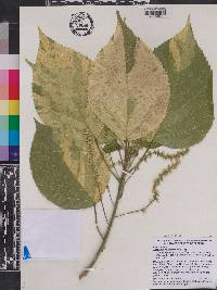 Acalypha wilkesiana image