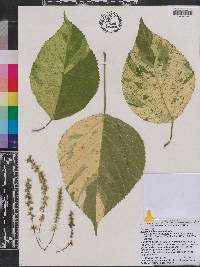 Acalypha wilkesiana image