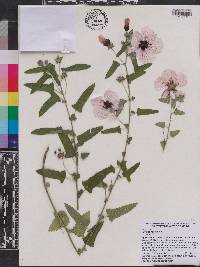 Pavonia hastata image