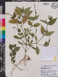 Asystasia gangetica subsp. micrantha image