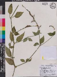 Asystasia gangetica subsp. micrantha image