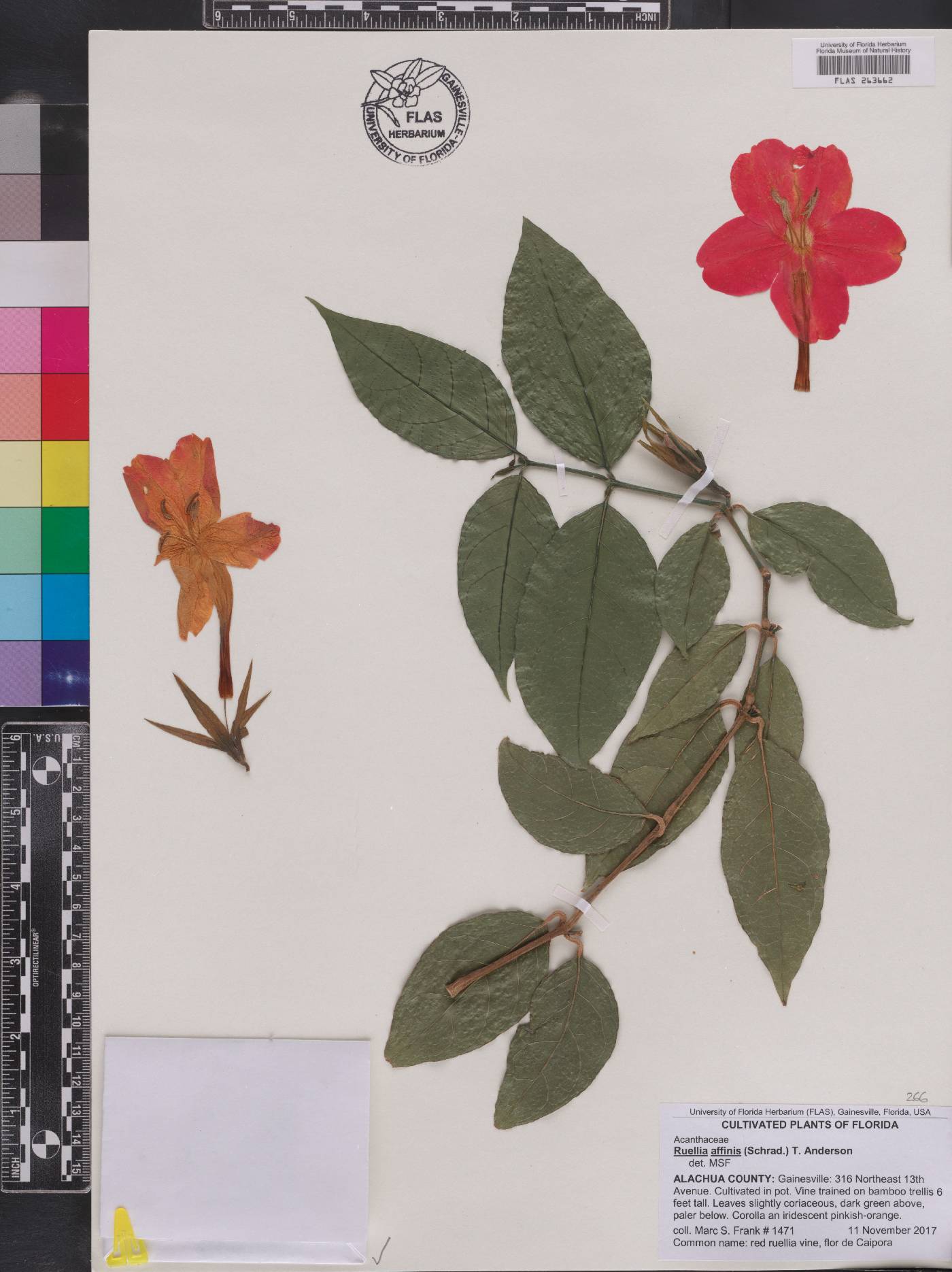 Ruellia affinis image