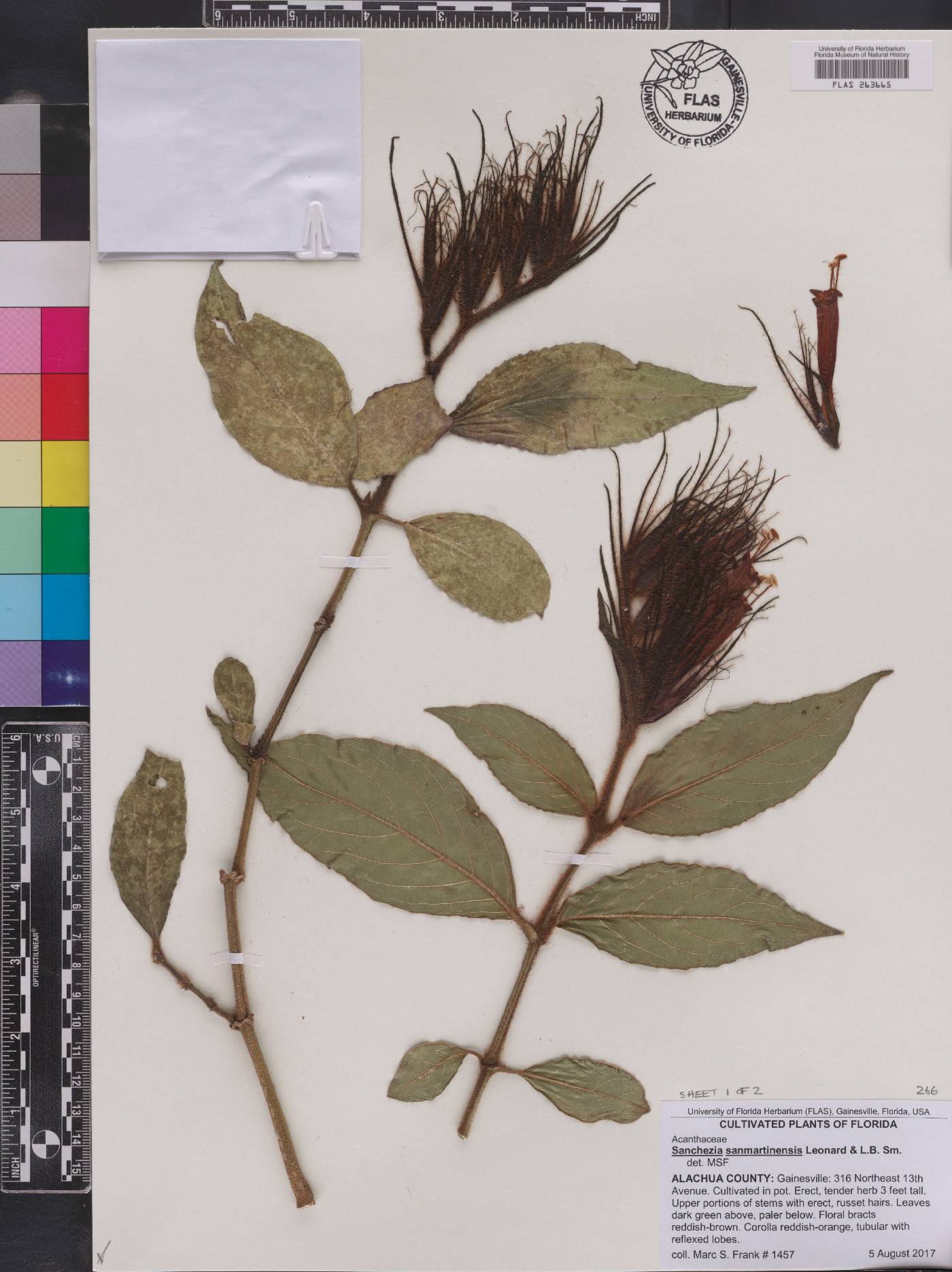 Sanchezia sanmartinensis image