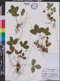 Fragaria vesca subsp. americana image