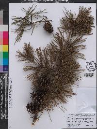 Pinus clausa image