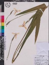 Trimezia steyermarkii image
