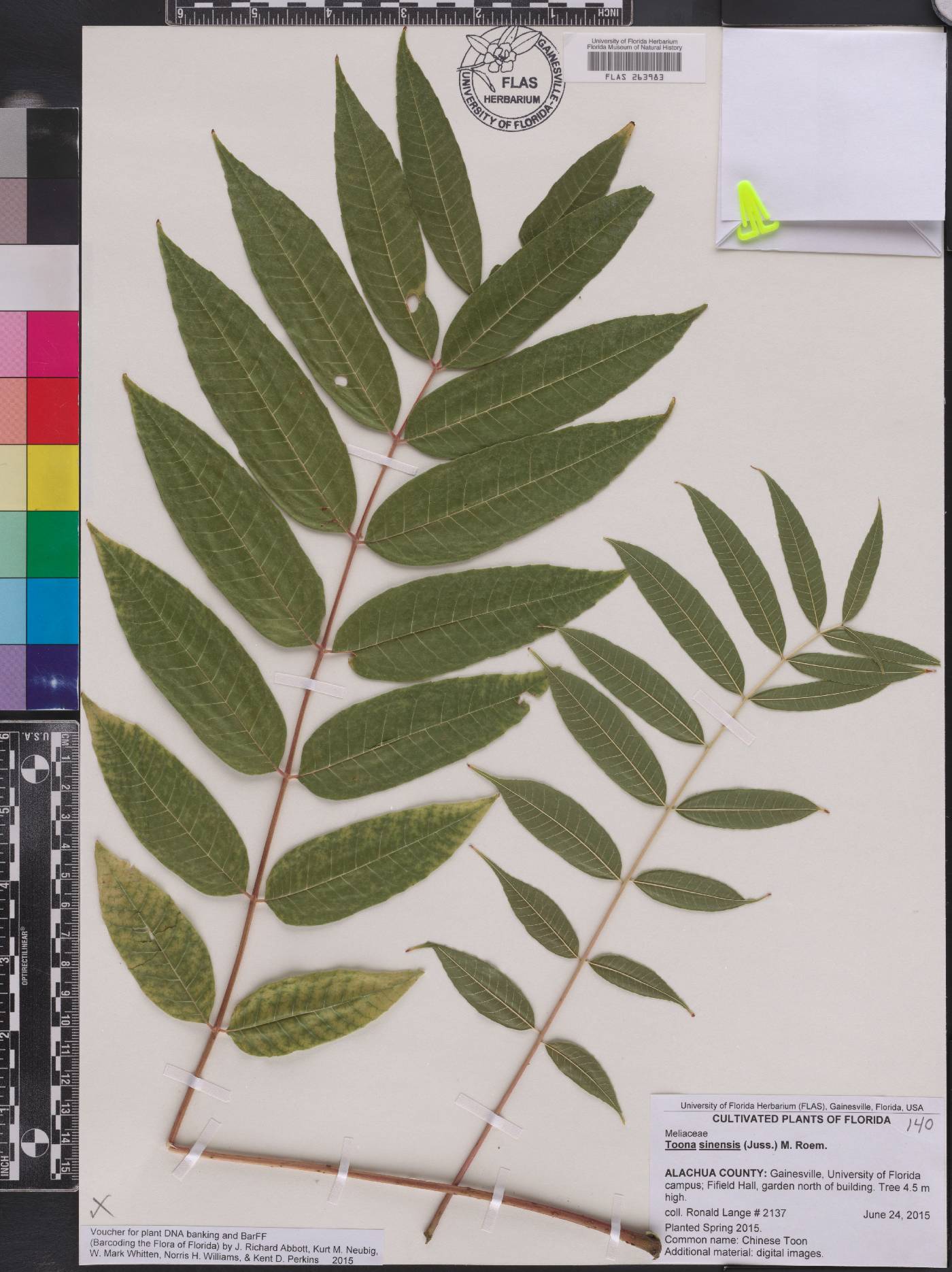 Toona sinensis image