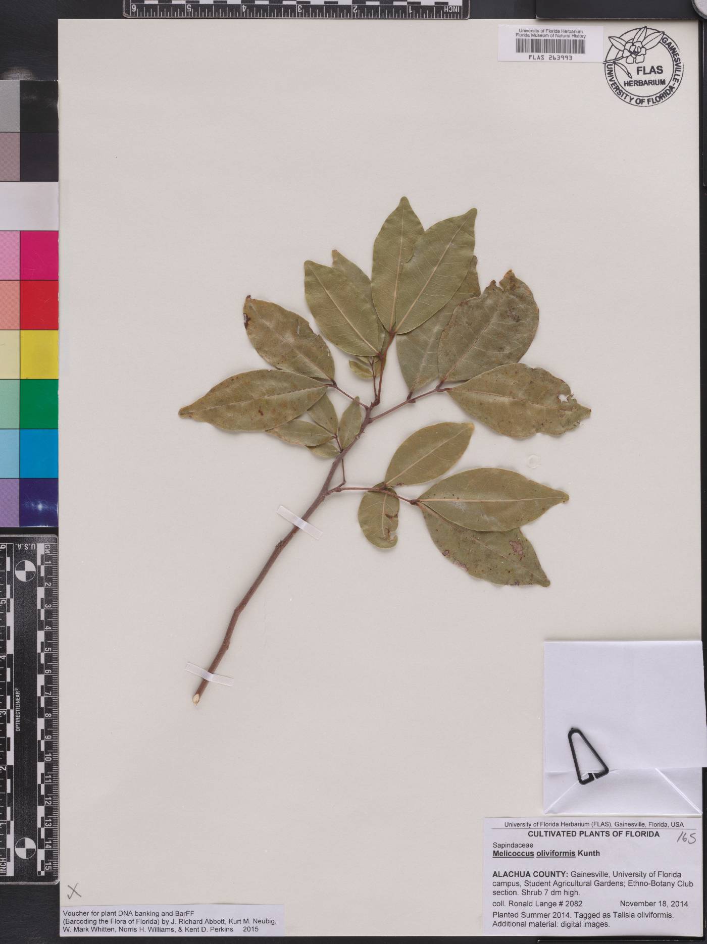 Melicoccus oliviformis image