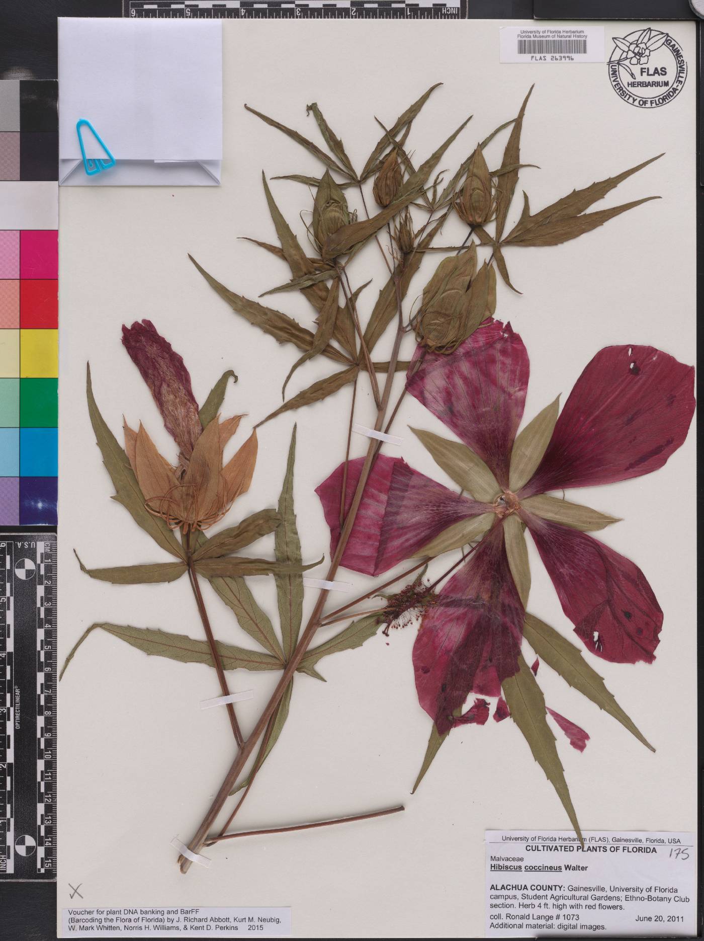 Hibiscus coccineus image