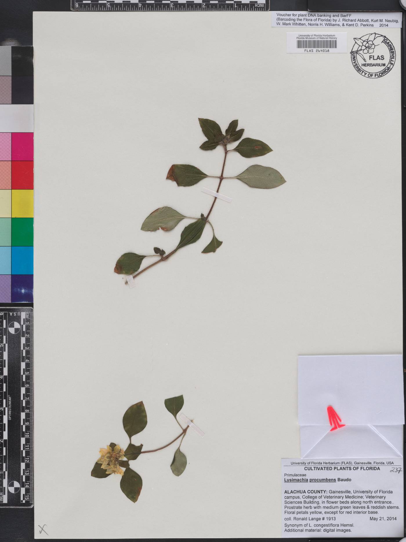 Lysimachia deltoidea image