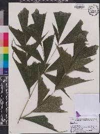Caryota urens image