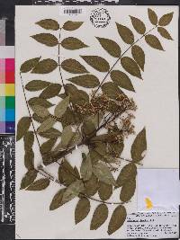 Zanthoxylum clava-herculis image