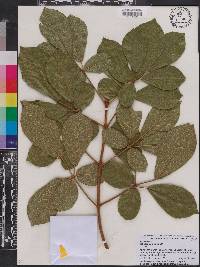 Handroanthus ochraceus image