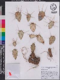 Opuntia lata image