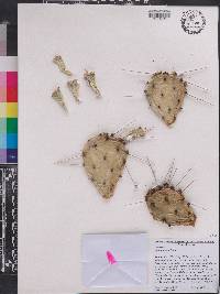 Opuntia lata image