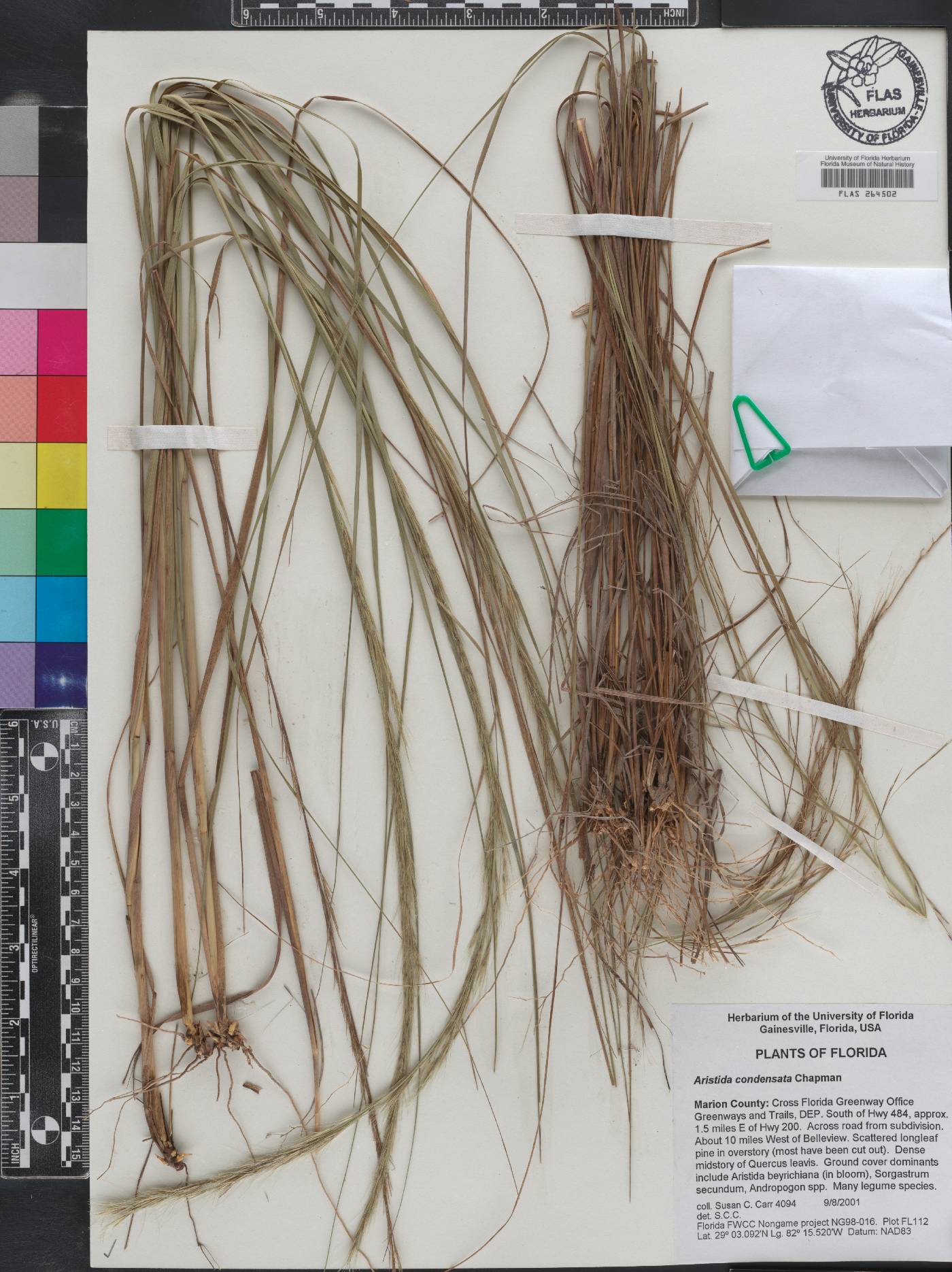 Aristida condensata image