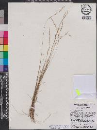 Aristida longespica image