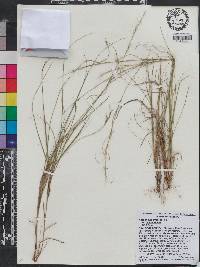 Aristida purpurascens var. purpurascens image