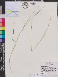 Aristida simpliciflora image